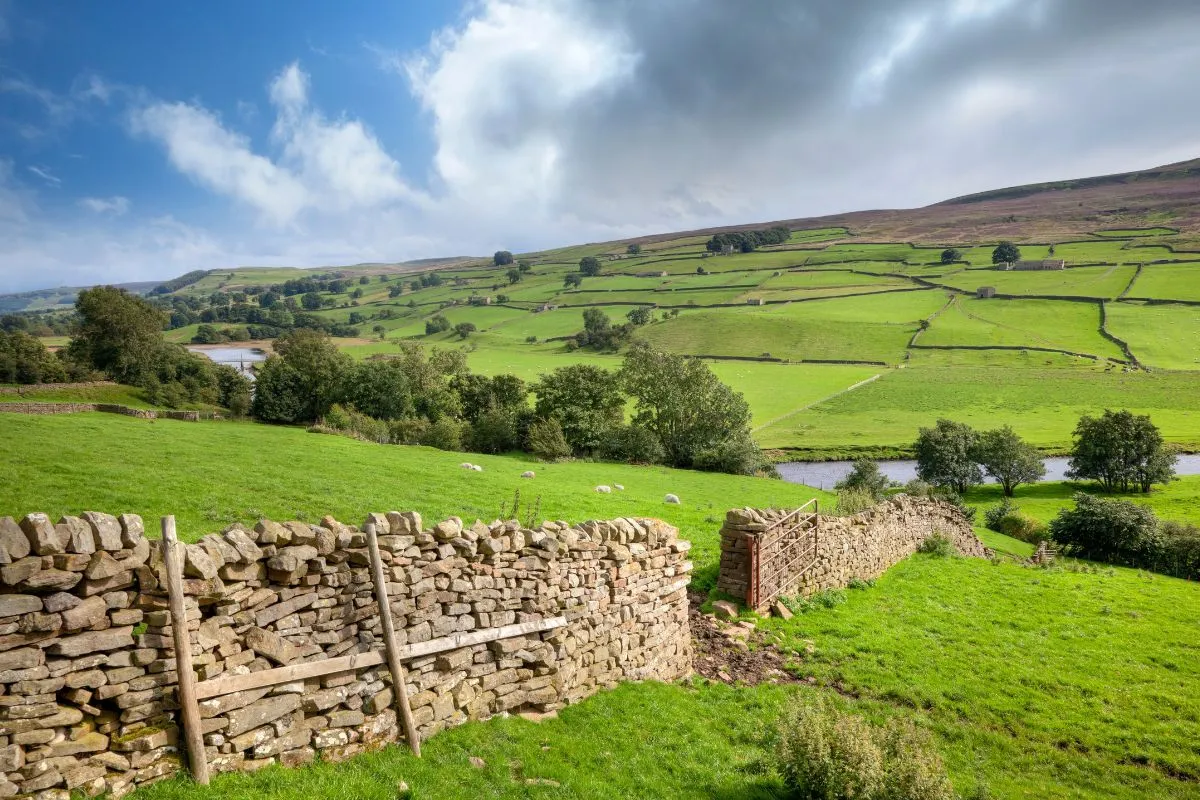 Das Tal Swaledale in den Yorkshire Dales mit Trockenmauern und Feldscheunen